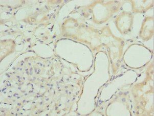 GZMH Antibody