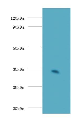 Cd74 Antibody