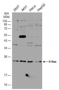 H-Ras Rabbit Polyclonal Antibody