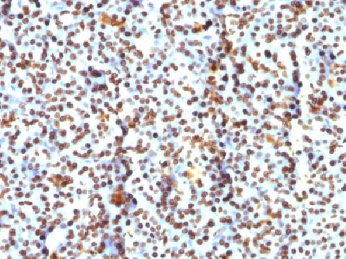 H1-0, N/A Antibody