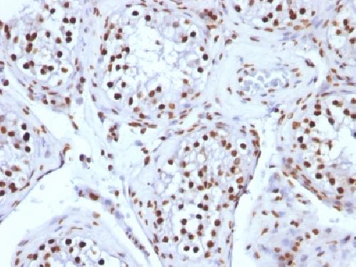 H1-0, N/A Antibody