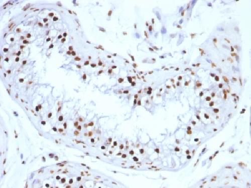 H1-0, N/A Antibody