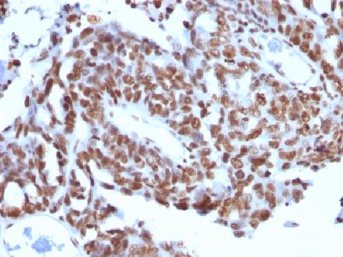 H1-0, N/A Antibody