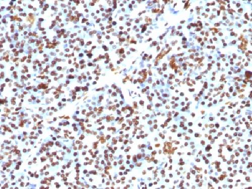 H1-0, N/A Antibody