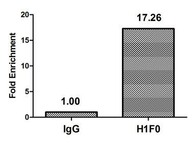H1F0 Antibody
