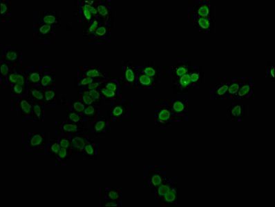 H1F0 Antibody