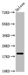 H1F0 Antibody