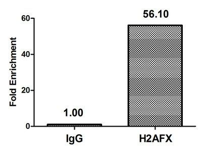 H2AFX Antibody
