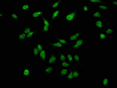 H2AFX Antibody