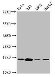 H2AFX Antibody
