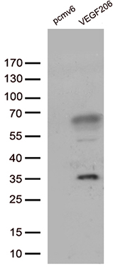 HA Antibody