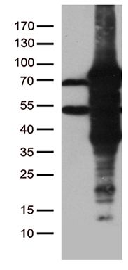 HACE1 Antibody
