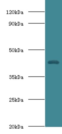 HP Antibody (Biotin)