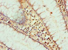 HAT1 Antibody