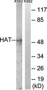 HAT Antibody
