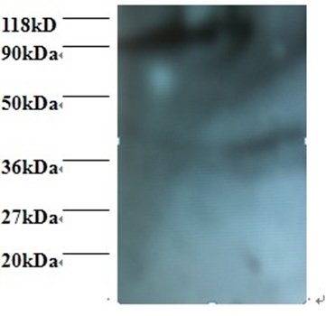 HAX1 Antibody (Biotin)