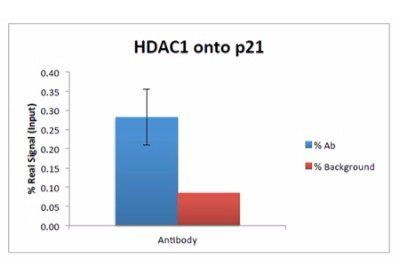 Histone Deacetylase 1 Antibody