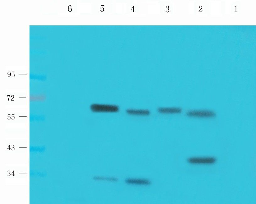 HDAC2 Rabbit Polyclonal Antibody