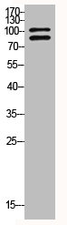 HIF1A Antibody