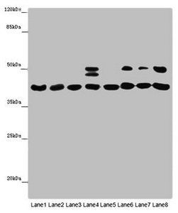 HIF1AN Antibody