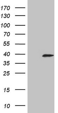 DBNL Antibody