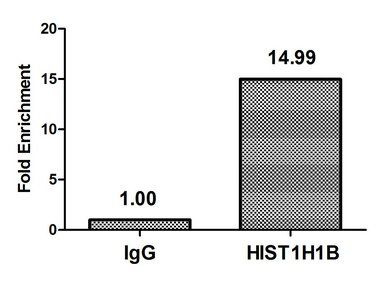HIST1H1B Antibody