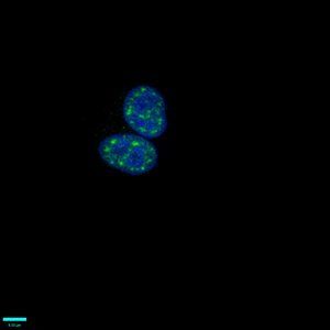 HIST1H1B Antibody