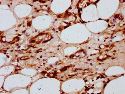 HIST1H2AG Antibody