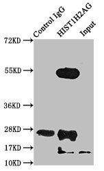 HIST1H2AG Antibody