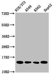 HIST1H2AG Antibody