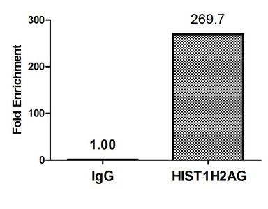 HIST1H2AG Antibody