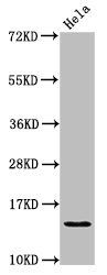 HIST1H2AG Antibody