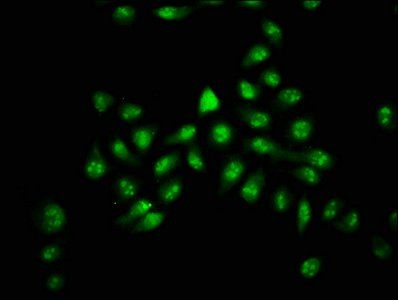 HIST1H2AG Antibody