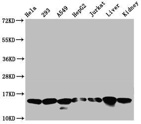 HIST1H2AG Antibody