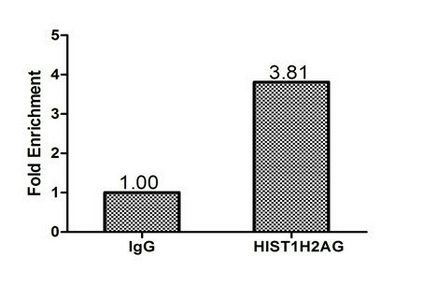 HIST1H2AG Antibody