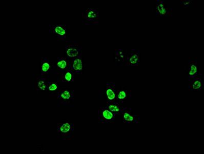 HIST1H3A Antibody