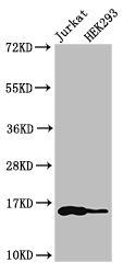 HIST1H3A Antibody