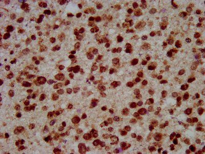 HIST1H3A Antibody