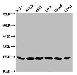 HIST1H3A Antibody