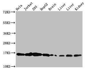 HIST1H3A Antibody