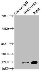 HIST1H3A Antibody