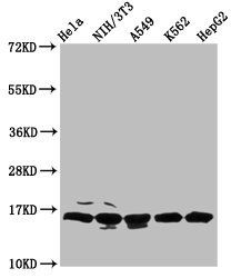 HIST1H3A Antibody