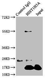 HIST1H3A Antibody