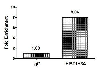 HIST1H3A Antibody