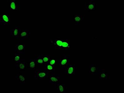 HIST1H3A Antibody