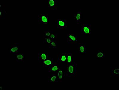 HIST1H3A Antibody