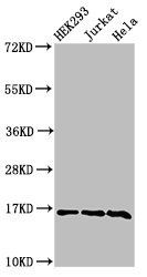 HIST1H3A Antibody