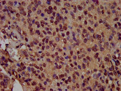 HIST1H3A Antibody