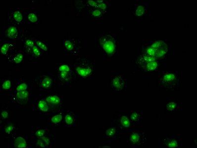 HIST1H3A Antibody