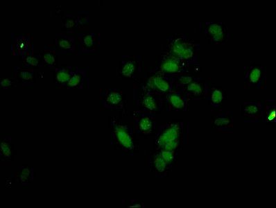 HIST1H3A Antibody